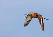 Uferschnepfe - Black-tailed Godwit  (Limosa limosa)